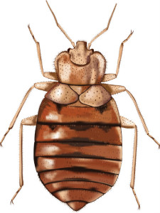 Bedbug 1