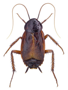 Cockroach 1