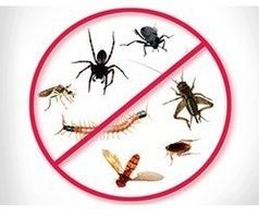 Get Rid of Pests