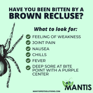 Brown Recluse Bite Symptoms