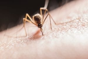Get rid of mosquito bites | Mantis Pest Solutions Overland Park, KS