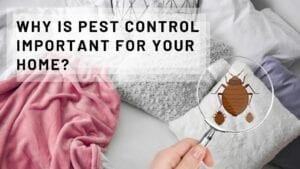 Why is Pest Control Important for Your Home
