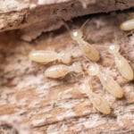 Termite inspection and control - facts section