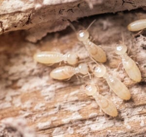 Termite inspection and control - facts section