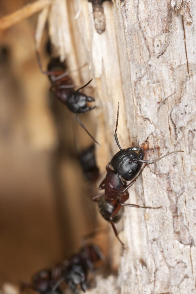 carpenter ant control overland park
