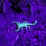 Scorpions-control-overland-park-ks