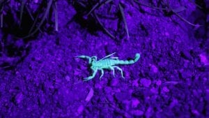 Scorpions-control-overland-park-ks
