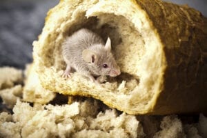 How to prevent rodents from entering your home