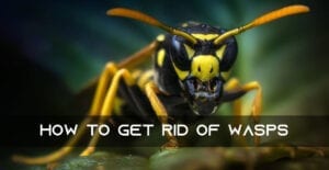 Get Rid Of Wasps