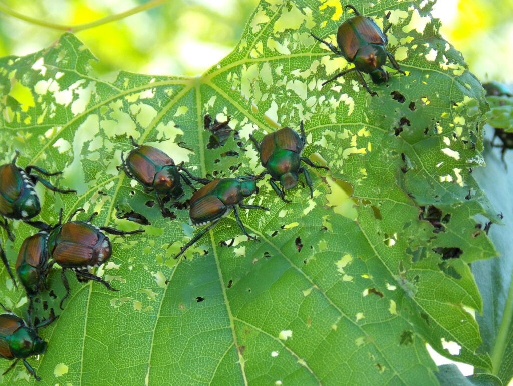 Get Rid of Japanese Beetles