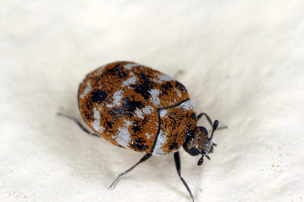 Get Rid of Carpet Beetles | Carpet Beetle Control | Mantis Pest Solutions