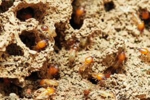 Termite Signs in Overland Park