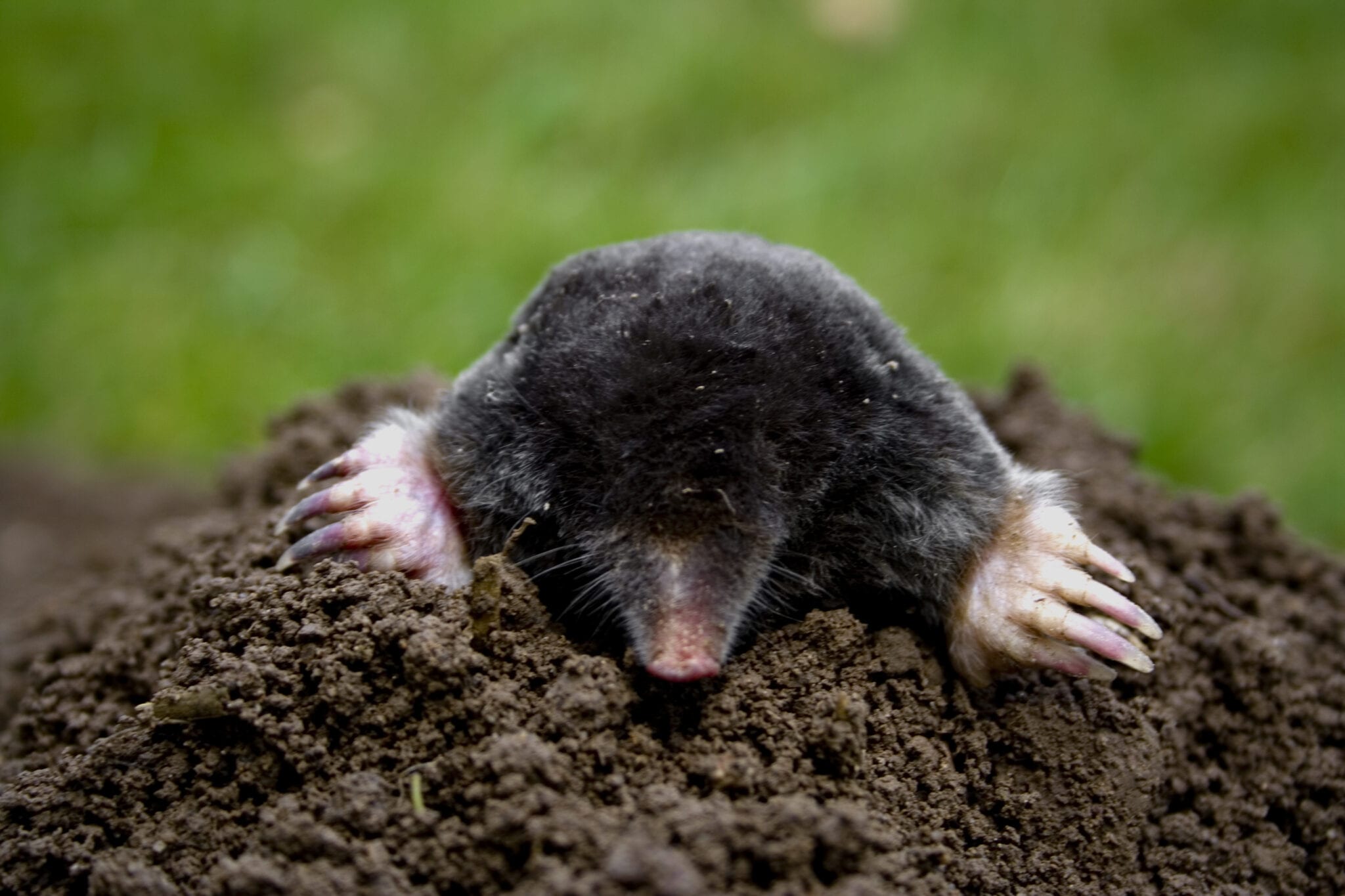 3 Steps To Control Moles In Your Garden - Mantis Pest Solutions