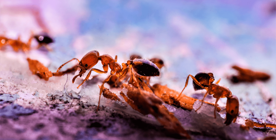 Can Ants Come Up Through Your Bathroom Drain Mantis Pest Solutions - Ants In Bathroom Sink Overflow Drain Parts