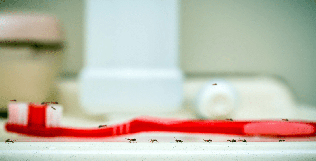 Can Ants Come Up Through Your Bathroom Drain? | Mantis Pest Solutions
