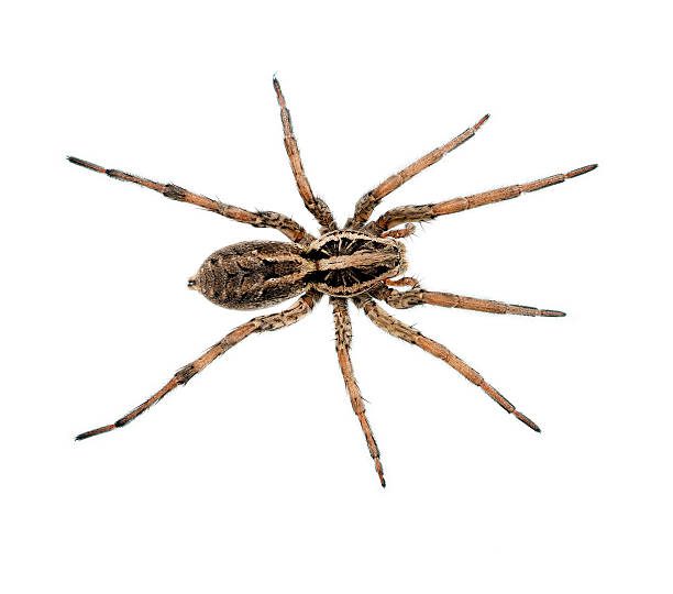 Wolf Spider Bite: Pictures, Treatment, Symptoms, and More