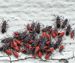 boxelder bug exterminator overland park