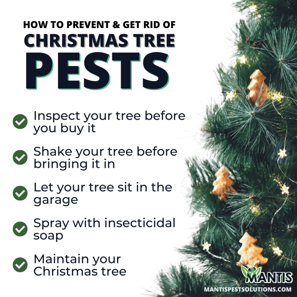 How to Get Rid of 6 Common Pests that Live in Your Christmas Tree