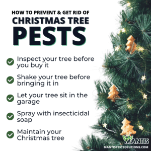 How to prevent and get rid of christmas tree pests infographic