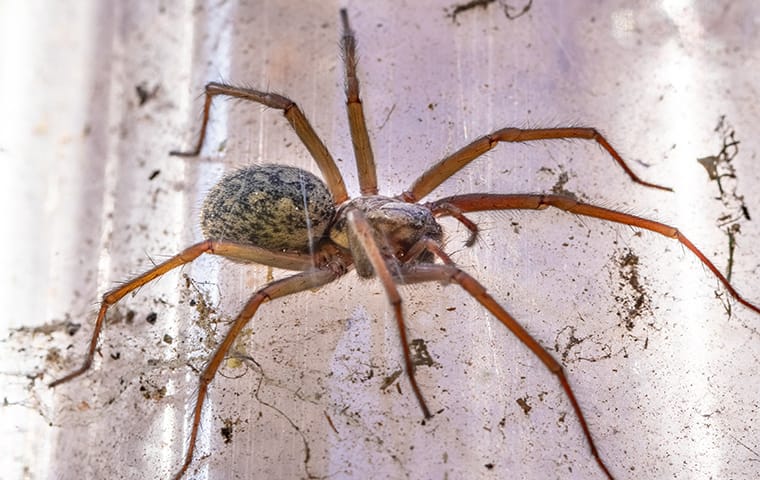 How Do I Keep Spiders Out Of My Overland Park Home? | Mantis Pest Solutions