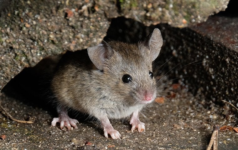 Get Rid of a Mouse in an Attic - Mice Control Strategies for Attics in 2023